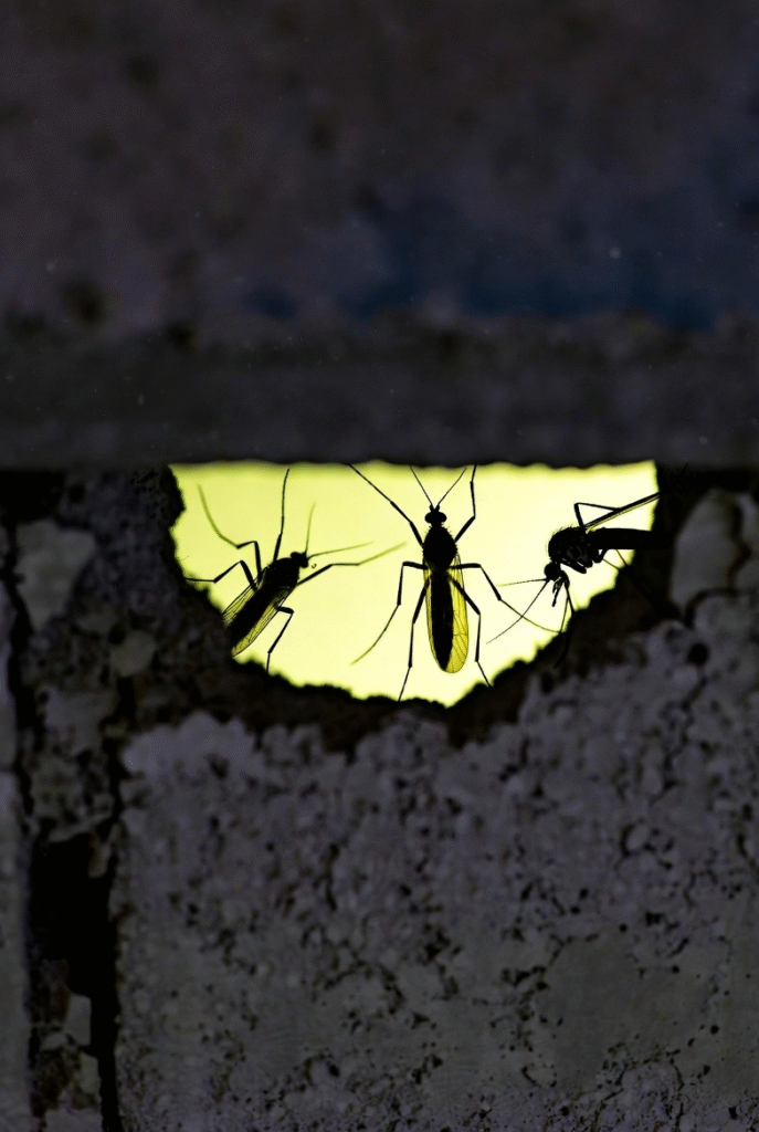 Mosquitoes Invade the Cold: How Warming Climates Are Redrawing Disease Maps 5