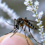 Mosquitoes Invade the Cold: How Warming Climates Are Redrawing Disease Maps