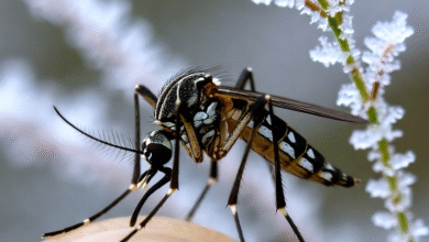 Mosquitoes Invade the Cold: How Warming Climates Are Redrawing Disease Maps